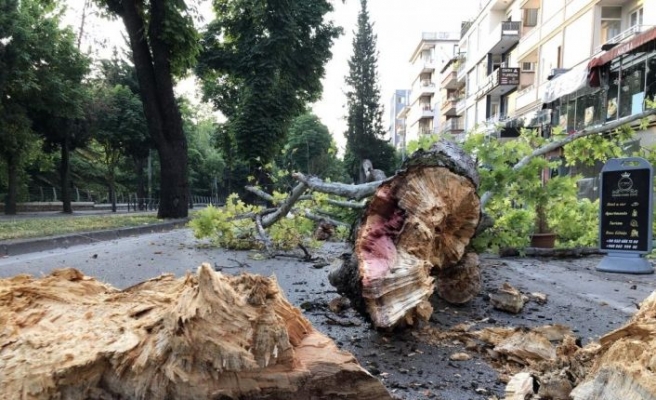 Bursa'da çınar ağacı yola devrildi