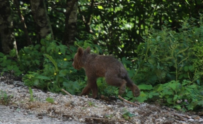Ormanya'da sağlığına kavuşan boz ayı yavrusu “Tuti“ doğaya salındı