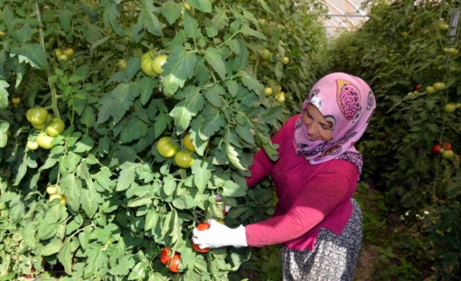 Orta Sakarya Vadisi'ndeki seralarda domates hasadı başladı