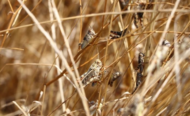 Tekirdağ'da tarım arazilerinde görülen çekirgelere karşı ilaçlama başlatıldı