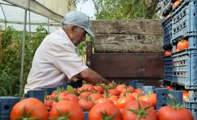 Bilecik'te seralarda çalışan tarım işçileri bunaltıcı sıcakla mücadele ediyor