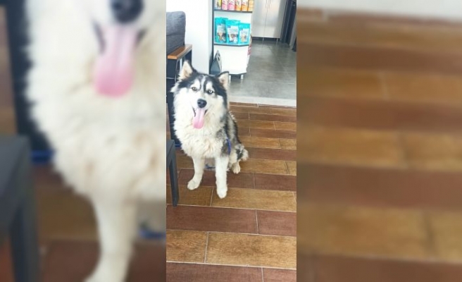 İstanbul'da kaybolan köpek Edirne'de bulundu