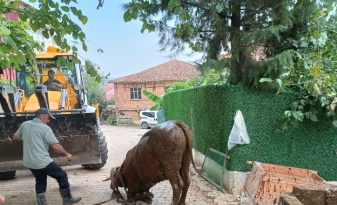 Kocaeli'de çamurda mahsur kalan inek iş makinesiyle kurtarıldı