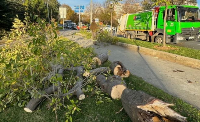 Bakırköy'de sahil yoluna devrilen ağaç kaldırıldı