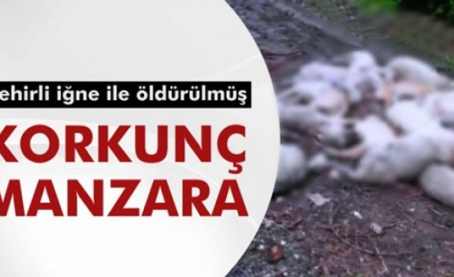 25 sokak köpeği zehirli iğne ile öldürüldü