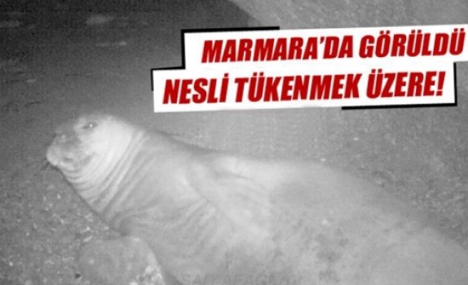 Akdeniz Foku, Marmara’da görüldü