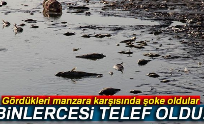 BİNLERCESİ TELEF OLDU!
