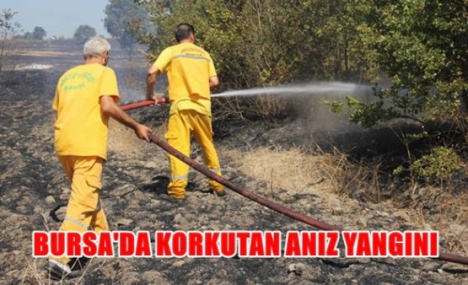 Bursa'da korkutan anız yangını