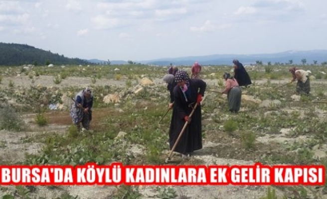 Bursa'da Köylü Kadınlara Ek Gelir Kapısı