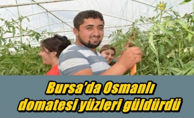 Bursa’da Osmanlı domatesi yüzleri güldürdü