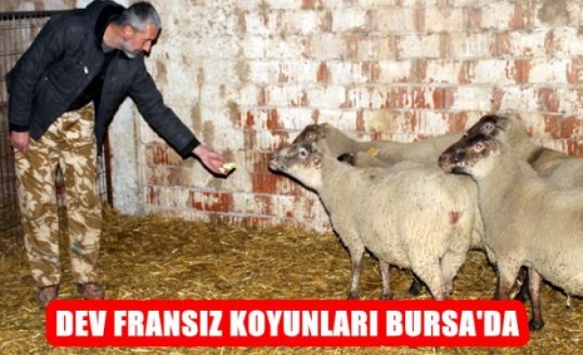 Dev Fransız koyunları Bursa’da