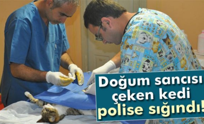 Doğum sancısı çeken kedi polise sığındı