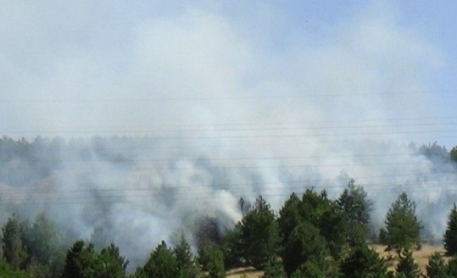 Elazığ’da Orman Yangını
