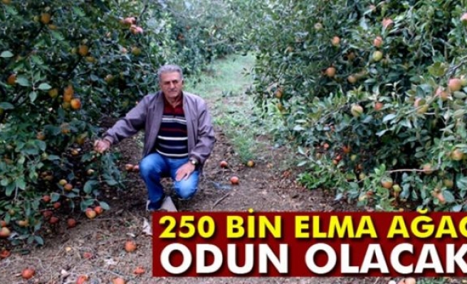 Elma para etmedi, 250 bin ağaç sökülüp odun olacak