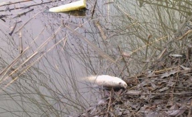 Eskişehir’de toplu balık ölümleri