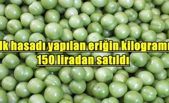 İlk hasadı yapılan eriğin kilogramı 150 liradan satıldı