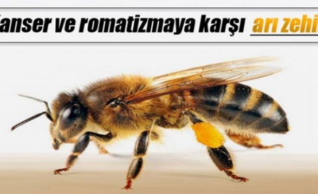 Kanser ve romatizmaya karşı arı zehiri tedavisi