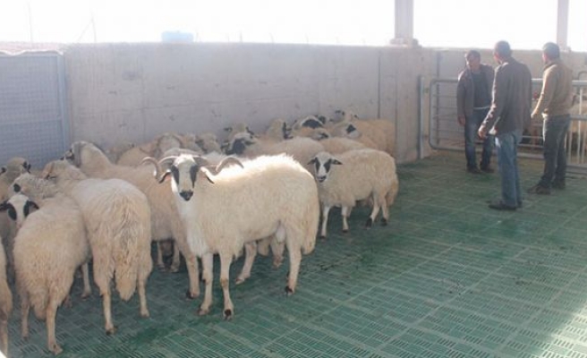 Koyunculuğu bırakan köylülere 30 koyun verildi