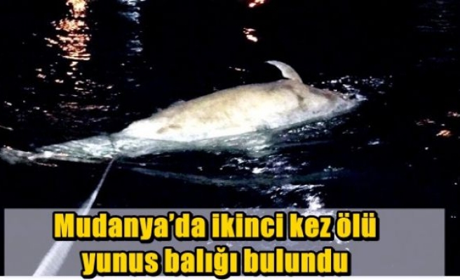 Mudanya’da ikinci kez ölü yunus balığı bulundu