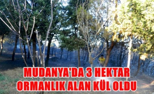 Mundaya'da 3 hektar ormanlık alan kül oldu