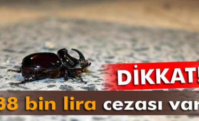 Orman ve Su İşleri Bakanlığı'ndan gergedan böceği açıklaması
