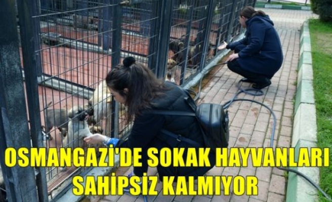 Osmangazi’de Sokak Hayvanları Sahipsiz Kalmıyor