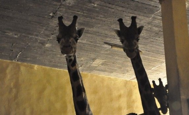Darıca Hayvanat Bahçesindeki zürafa ailesine 2 yeni üye daha katıldı
