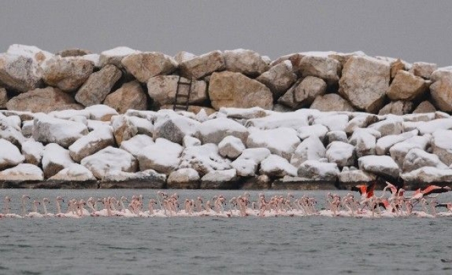 (Özel Haber) Kar ve soğuktan etkilenen yüzlerce flamingo barınağa sığındı...