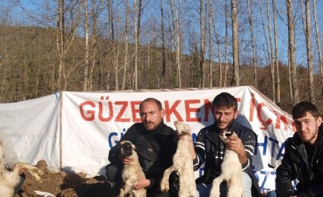 Sinop’ta Koyunları Telef Olan Üreticiler Yardım Bekliyor