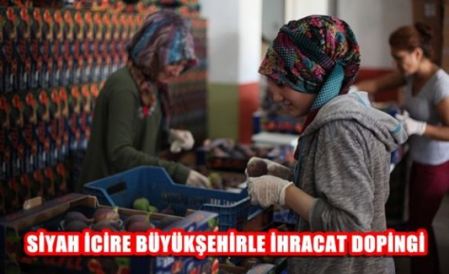 Siyah incire Büyükşehirle ihracat dopingi