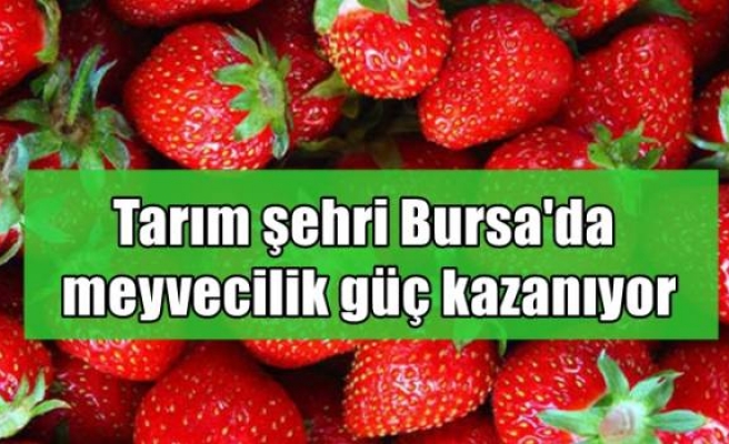 Tarım şehri Bursa'da meyvecilik güç kazanıyor