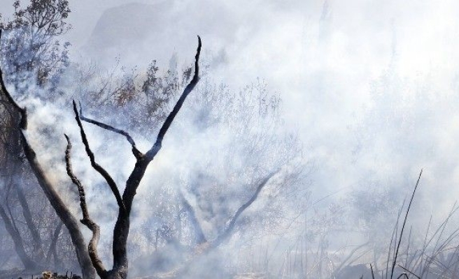 Torpilden çıktığı iddia edilen yangında 30 dönüm ormanlık alan kül oldu