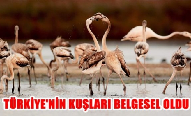 Türkiye'nin kuşları belgesel oldu