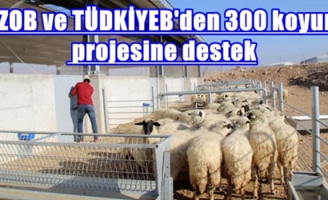 TZOB ve TÜDKİYEB'den 300 koyun projesine destek