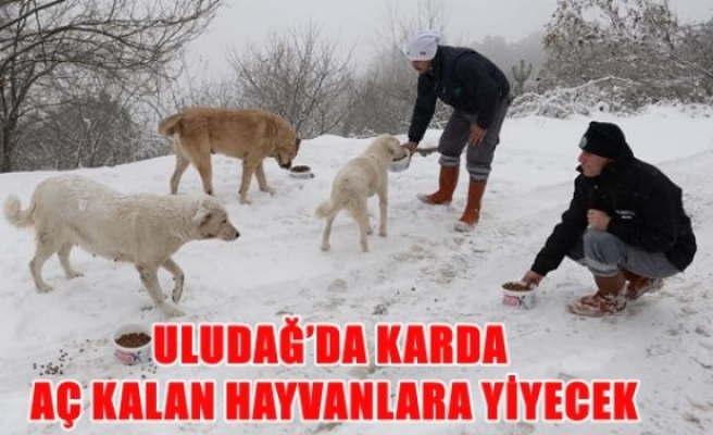 Uludağ'da karda aç kalan hayvanlara yiyecek 