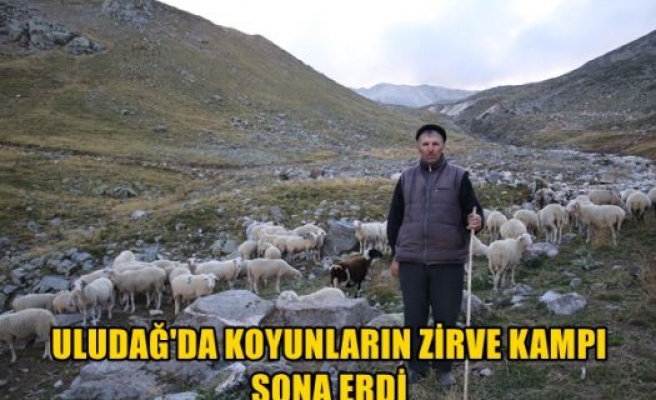 Uludağ'da koyunların zirve kampı sona erdi