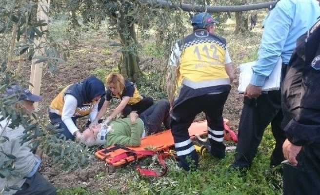 Zeytin Budarken Merdivenden Düştü