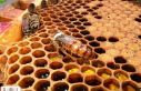 İklim değişikliği bal arılarını etkiledi
