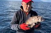 Çanakkale'de balıkçının oltasına ak lagos balığı takıldı