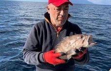 Çanakkale'de balıkçının oltasına ak lagos balığı takıldı