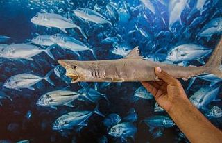 Üç kıtadan getirilen balıklarla müze oluşturuldu