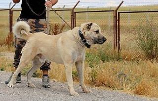 İtalya'da kurt saldırılarına karşı Kangal köpeği...
