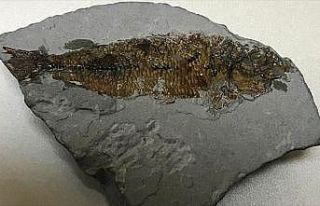 Muğla'da 15,9-11,6 milyon yıllık balık fosili...