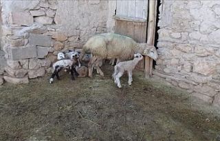 Konya'da bir koyun tek batında 5 kuzu doğurdu