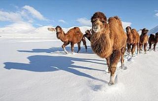 Güreş develerini karlı tepelerde yetiştiriyorlar