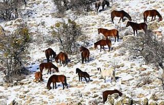Murat Dağı'nda yılkı atlarının yem mücadelesi