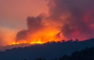Yeni Zelanda'daki orman yangınında acil durum...