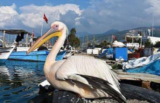 Balıkçı barınağı 2 pelikanın yuvası oldu