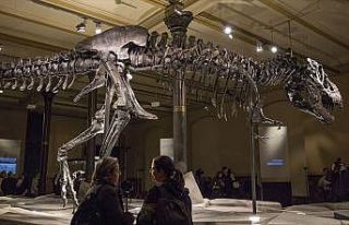 Kanada'da dünyanın en büyük ve en yaşlı T-rex...