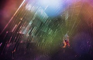 Üç yeni örümcek türü keşfedildi